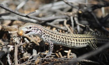 Blood samples from the lizards revealed elevated stress levels.