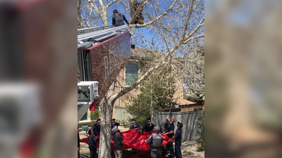 <i>From Reno Fire Department/Facebook</i><br/>The Reno Fire Department assisted with getting the bear out of the tree