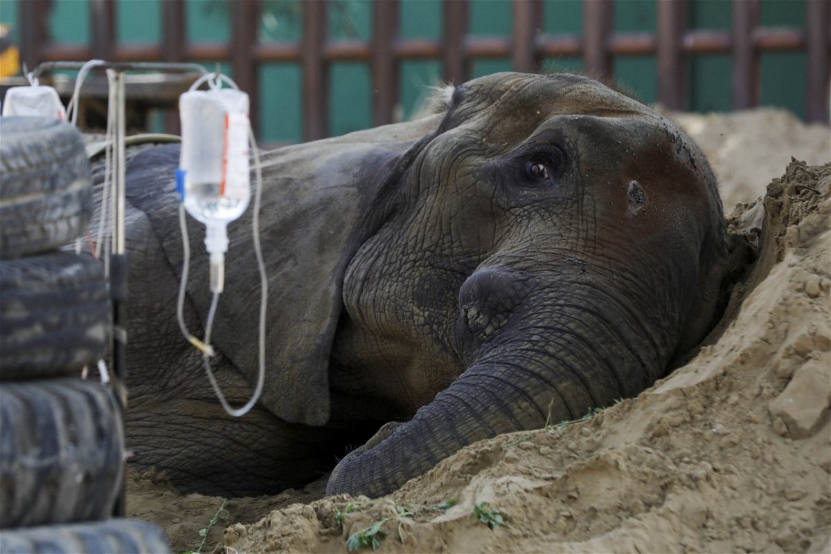 <i>Akhtar Soomro/Reuters</i><br/>African elephant Noor Jahan rests on a sand pile