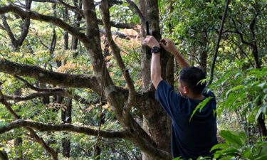 Professor Sung Yik-hei checks a surveillance camera fixed on a tree in Hong Kong on April 13