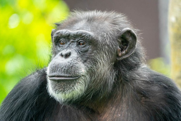 Delilah the chimpanzee, one of the Oregon Zoo’s oldest residents, just turned 50