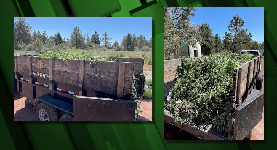 Deschutes County Sheriff's Office trailers of seized allegedly illegally grown, processed marijuana