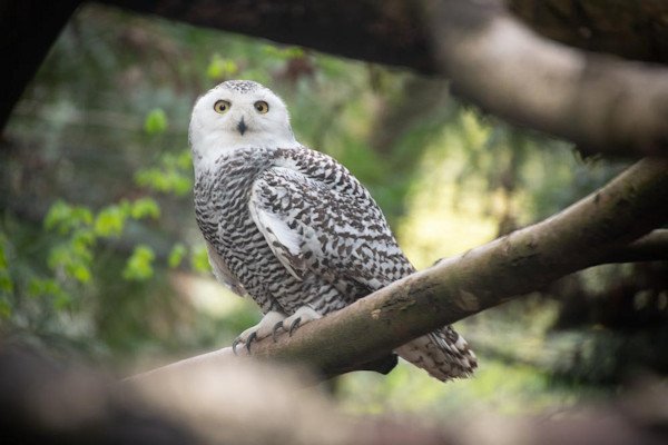 Rocky, a female snowy owl, is settling in with male Banff at the zoo this month