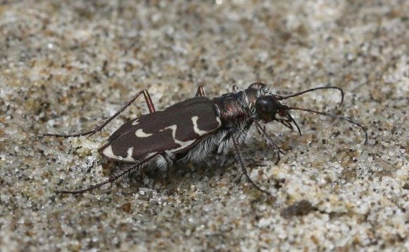 Siuslaw hairy-necked tiger beetle