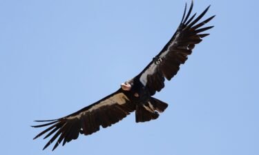 A California condor takes flight in June 2017 in the Ventana Wilderness east of Big Sur