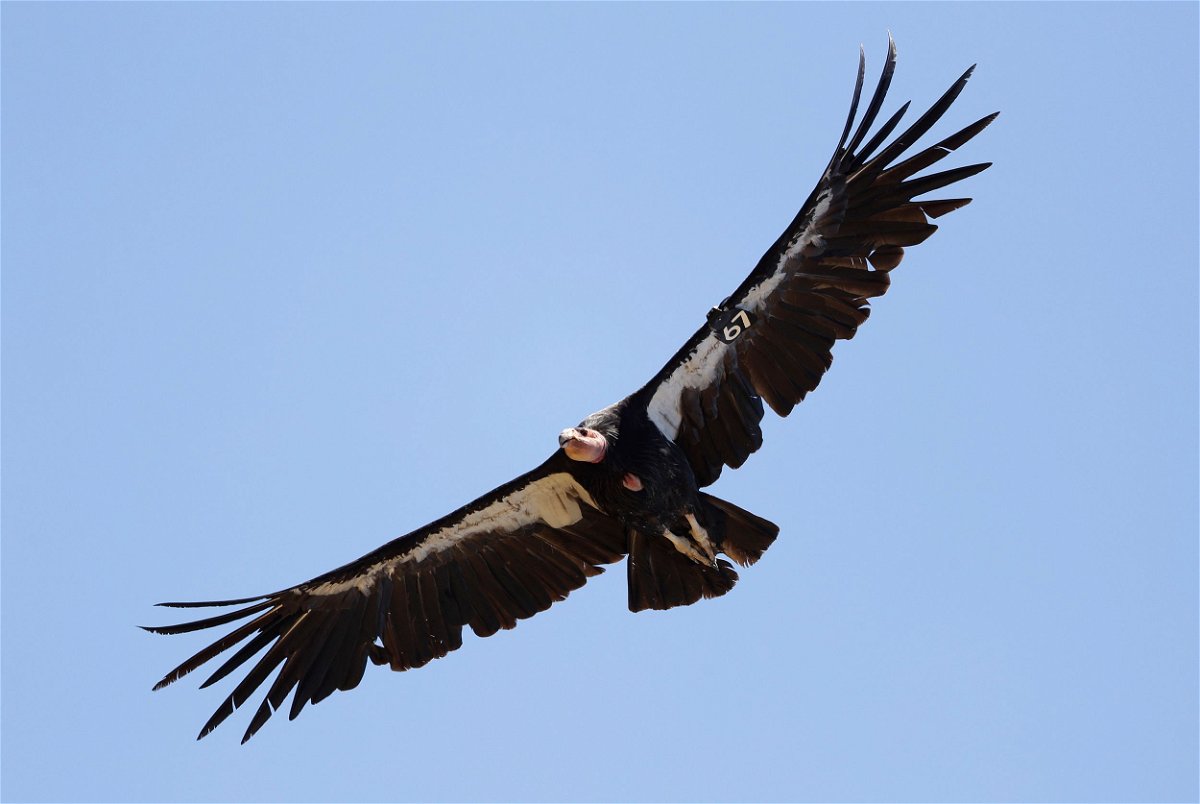 <i>Marcio Jose Sanchez/AP/FILE</i><br/>A California condor takes flight in June 2017 in the Ventana Wilderness east of Big Sur