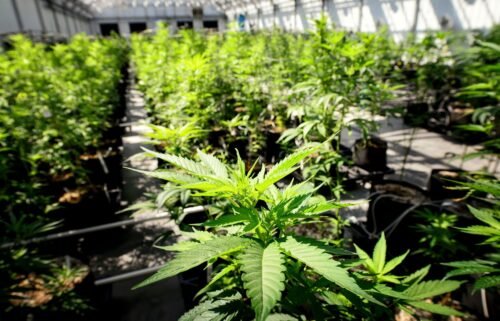 Marijuana plants grow at a Minnesota Medical Solutions greenhouse.