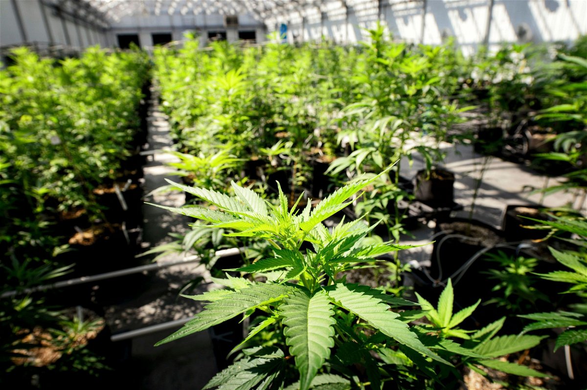<i>Glen Stubbe/Star Tribune/AP</i><br/>Marijuana plants grow at a Minnesota Medical Solutions greenhouse.