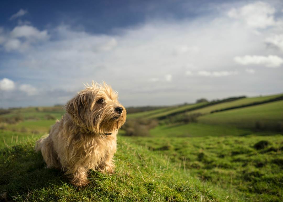 The most popular dog names of 2023 in Oregon – KTVZ