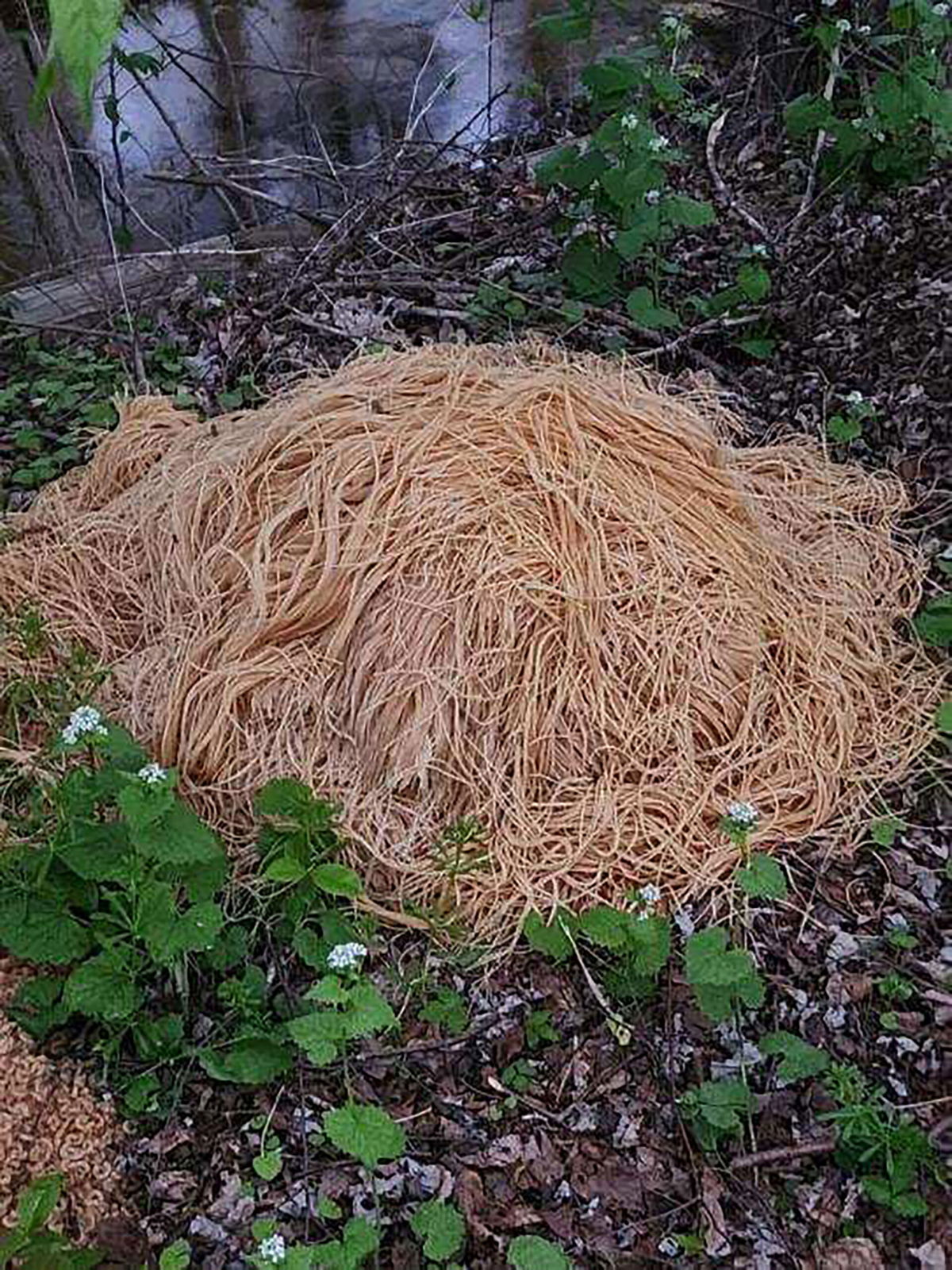 <i>Courtesy Nina Jochnowitz</i><br/>Uncooked spaghetti found along a stream in Old Bridge
