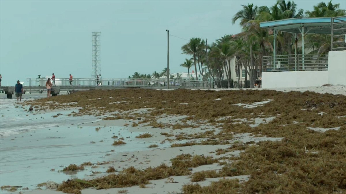 <i>CNN</i><br/>Piles of sargassum seaweed are accumulating on the beaches of Florida's Key West. Scientists say the seaweed is expected to increase even more over the next few months.