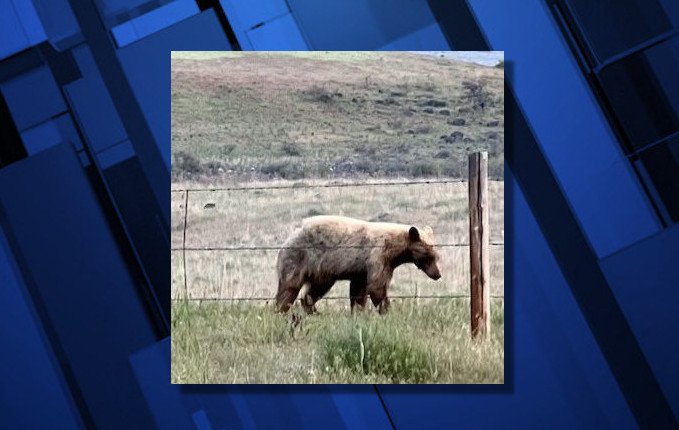 Increased bear activity prompts temporary closure of NE Oregon campground – KTVZ