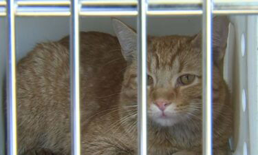 Police and fire crews are asking for the community's help in locating the owner of an orange cat who was rescued after a fire broke out at a West Allis apartment complex.