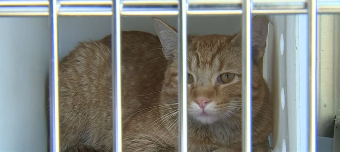 <i></i><br/>Police and fire crews are asking for the community's help in locating the owner of an orange cat who was rescued after a fire broke out at a West Allis apartment complex.