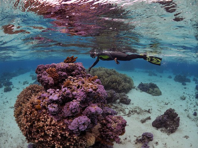 Rebecca Vega Thurber, a coral microbiologist at Oregon State University, surveys a coral reef on Mo'orea, French Polynesia