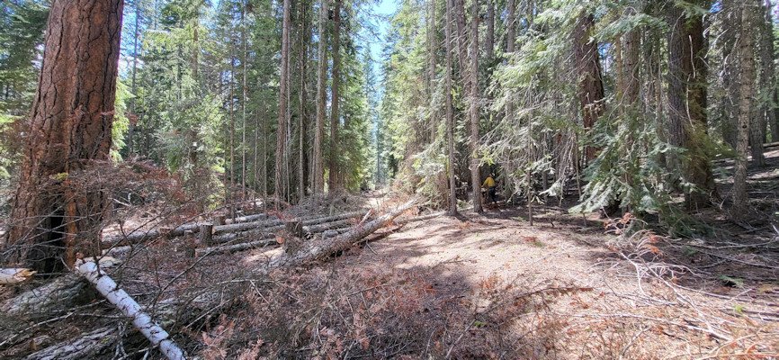 Hazard tree removal is still underway at some Deschutes National Forest campgrounds