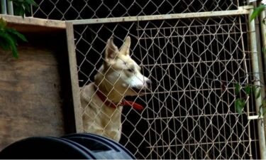 Waynesville residents say it took 3 years and 1 dead dog for the county to investigate a home operating a kennel