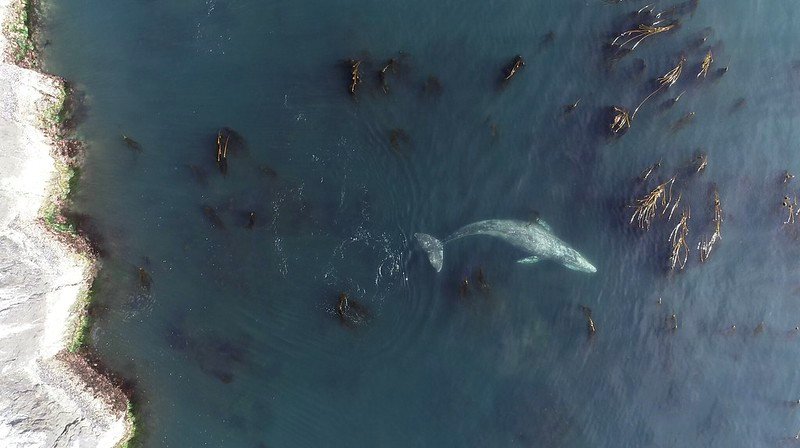 Gray whale feeding off the Oregon Coast