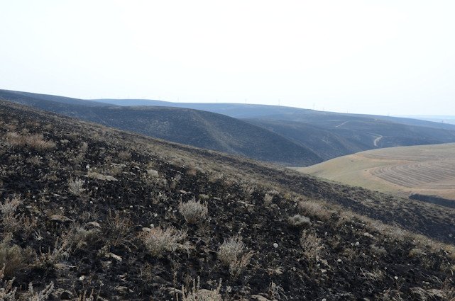 Area blackened by the Hat Rock Fire in Umatilla County