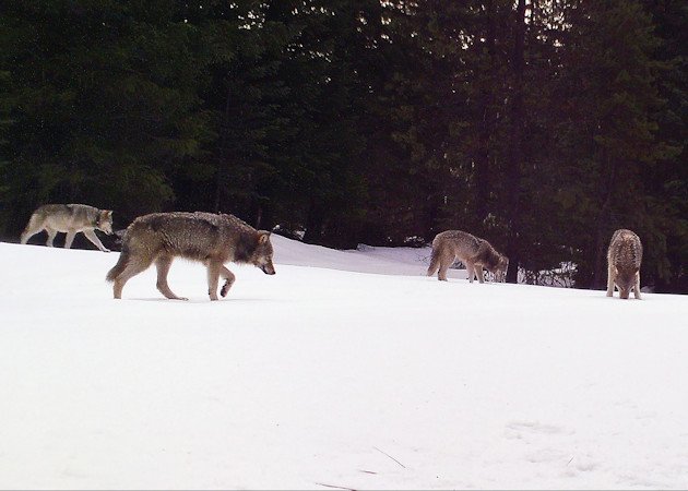 Indigo Pack of wolves in Douglas County in February 2022