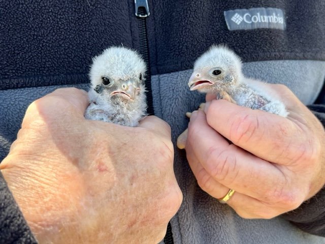 Orphaned pair of kestrel chicks were cared for, and new home found