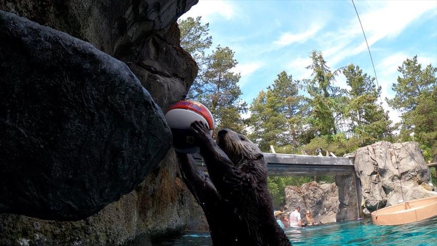 Juno the Oregon Zoo sea otter just loves to play hoops