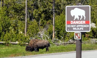 Yellowstone National Park has reported several incidents involving bison and visitors.
