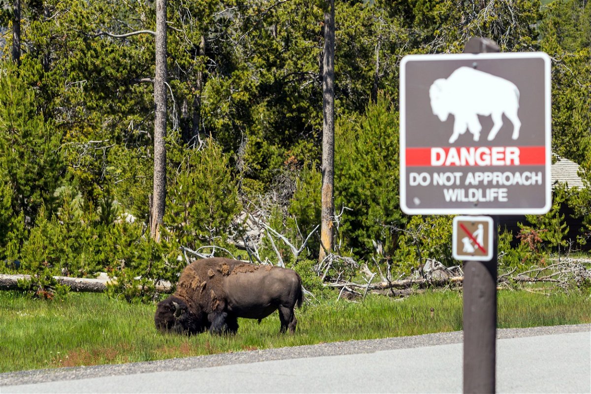 <i>Wasin Pummarin/DPST/Newscom</i><br/>Yellowstone National Park has reported several incidents involving bison and visitors.