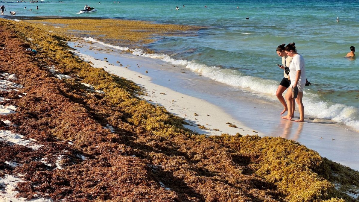 <i>Daniel Slim/AFP/Getty Images</i><br/>Sargassum algae piles up along the shore at a beach in Cancun on May 23.