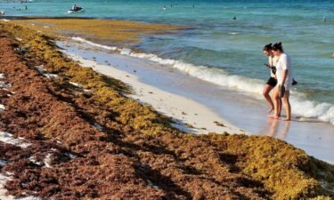 Sargassum algae piles up along the shore at a beach in Cancun on May 23.