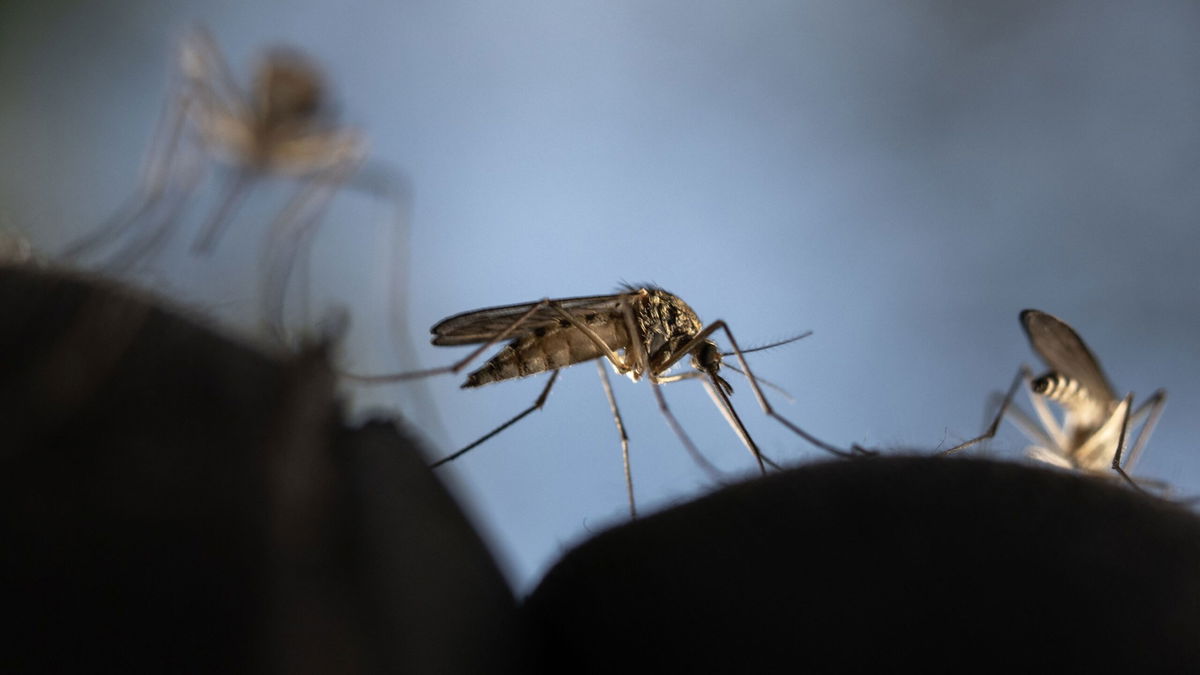 What Scientists Say Keeps Mosquitoes At Bay KTVZ   Cnn L19jb21wb25lbnRzL2ltYWdlL2luc3RhbmNlcy9jbGo4cW9wNTQwMDVkM2I2ZmpiMno3YjYx L19wYWdlcy9jbGo4cWEycWQwMDAwZThwOWh1OHA3Ymx3 300 Scaled 