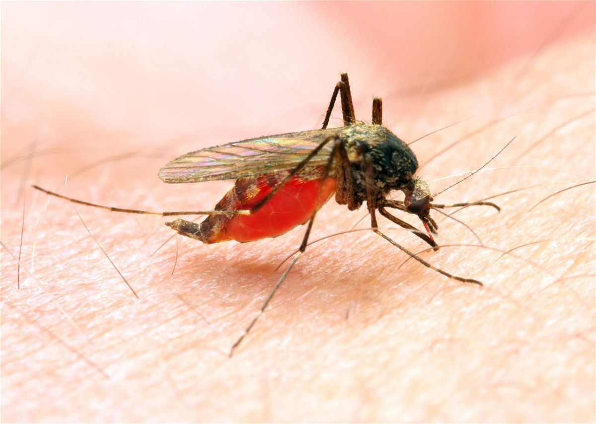 <i>abadonian/iStockphoto/Getty Images/iStockphoto</i><br/>The US Centers for Disease Control and Prevention is warning doctors and public health officials about a handful of locally acquired cases of malaria. There hasn’t been a case of malaria caught locally in the US in 20 years.