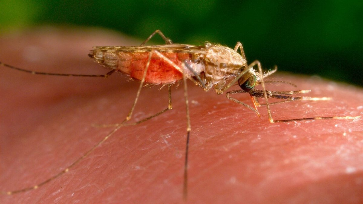 <i>James Gathany/AP</i><br/>The United States has seen five cases of malaria spread by mosquitos in the past two months. It's the first time there has been local spread in the US in 20 years