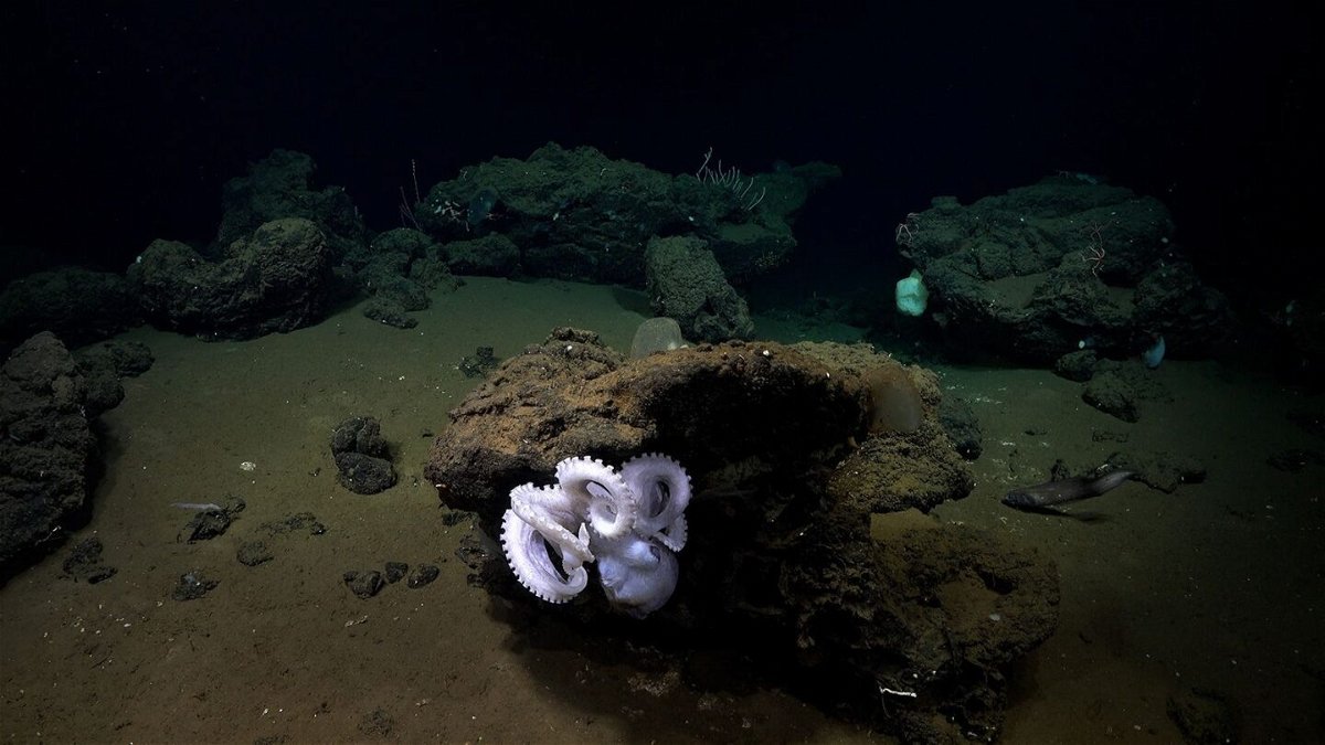 <i>Schmidt Ocean Institute</i><br/>Scientists believe this octopus discovered off Costa Rica's Pacific Coast is potentially a new species of Muusoctopus