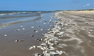 Wildlife officials say low oxygen levels in the water are why dead fish have washed ashore along the Texas Gulf Coast.