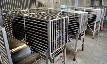 Bears are seen in steel cages at a bear farm for the traditional Chinese medicine company Guizhentang