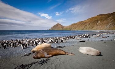 Royal penguins and Southern elephant seals in Sandy Bay