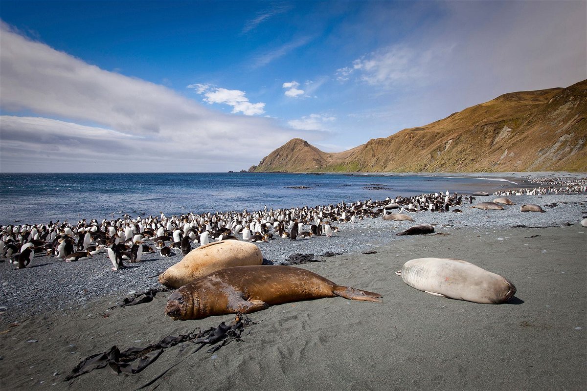 <i>Auscape/Universal Images Group/Getty Images</i><br/>Royal penguins and Southern elephant seals in Sandy Bay