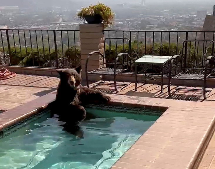 In this image taken from video provided by the Burbank Police Department, a bear sits in a jacuzzi in the city of Burbank, Calif., on Friday. Burbank Police said the officers were responding to a sighting of the bear in the area when they found it enjoying a short dip at the residence in the city’s Paseo Redondo block