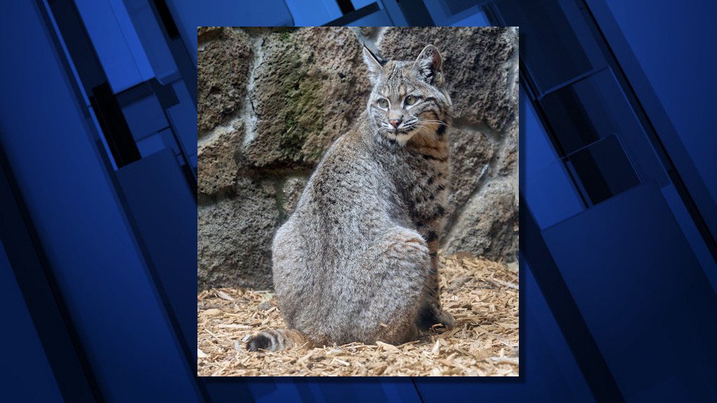 High Desert Museum offers raffle tickets for naming its new bobcat