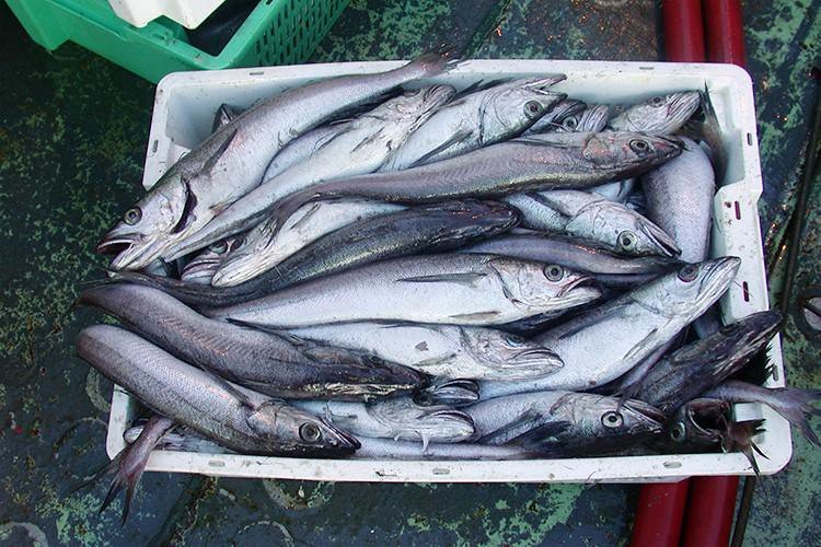 Basket full of Pacific hake (Merluccius productus) on the NOAA ship Miller Freeman during the hake acoustic survey