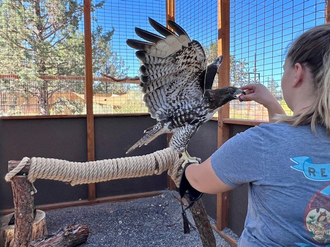 Rescued red-tail hawk, Think Wild's first animal ambassador, in glove training with Sadie Pollock