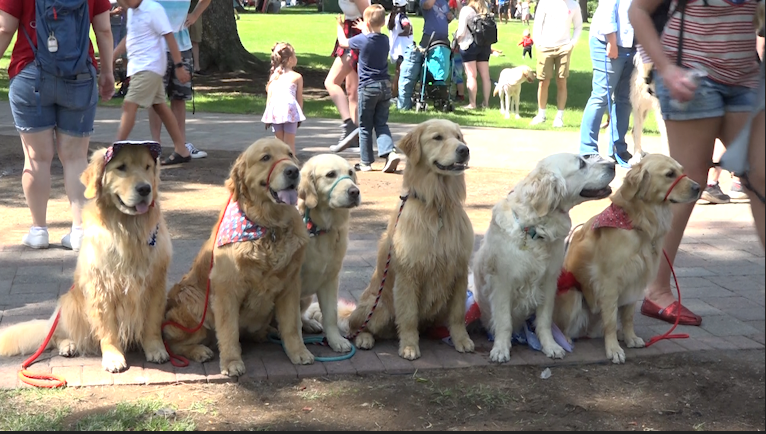 Six golden retrievers lined up for a photo in Drake Park on July 4, 2023.