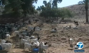 A herd of unlikely heroes will be helping Glendale clear the dried up hillsides this summer.