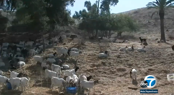 <i>KABC</i><br/>A herd of unlikely heroes will be helping Glendale clear the dried up hillsides this summer.