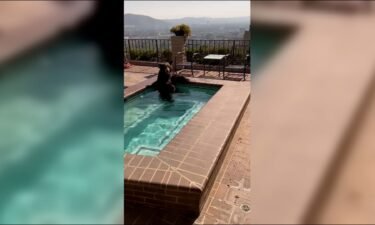 The police were called after a bear was spotted enjoying a residential pool during California's sweltering heat.