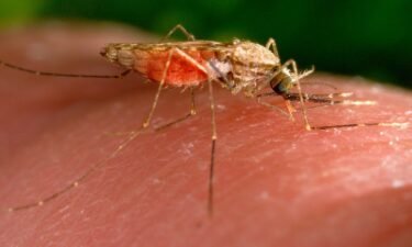 The Florida Department of Health is reporting two additional cases of locally acquired malaria.