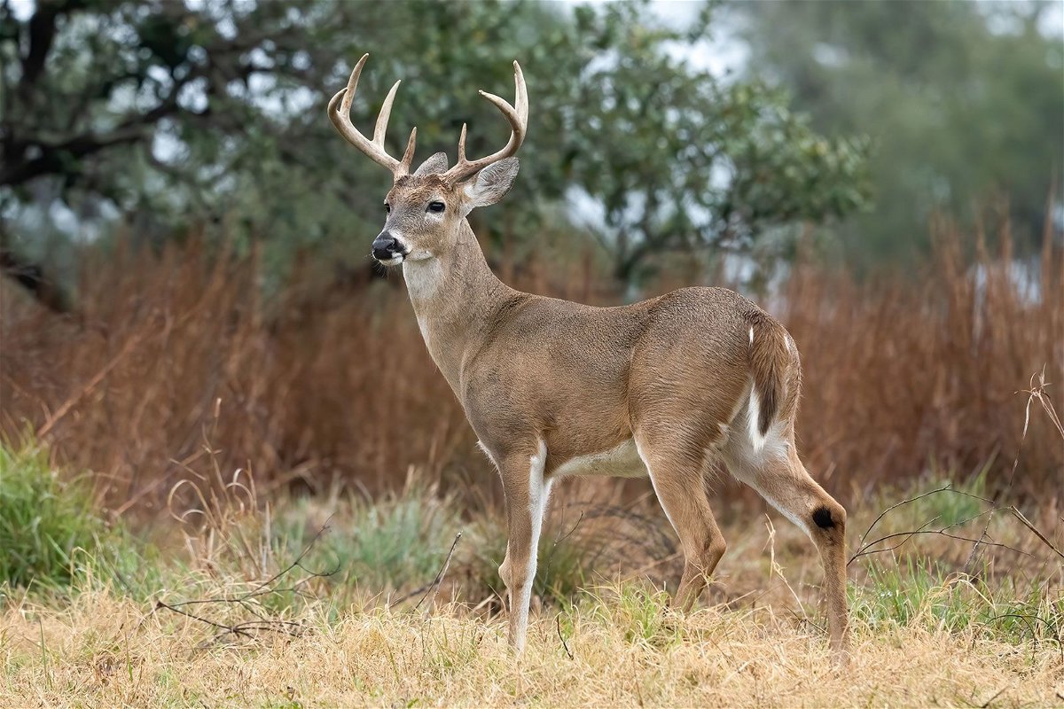 <i>Jon G. Fuller/VW Pics/UIG/Getty Images/FILE</i><br/>An example of a male white-tailed deer near Goose Island State Park in Texas. There are an estimated 30 million white-tailed deer in the US.