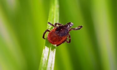 Some 84 species of ticks have been documented in the United States