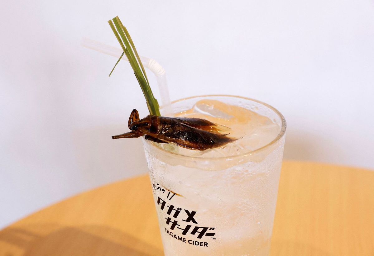 <i>Kim Kyung-Hoon/Reuters</i><br/>Tagame Cider is a carbonated drink made with the extract of giant water bugs and garnished with a dried version of the insect.